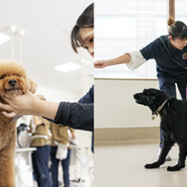 専門学校ビジョナリーアーツ 【職業よくばり体験】トリマー×トレーナー体験1