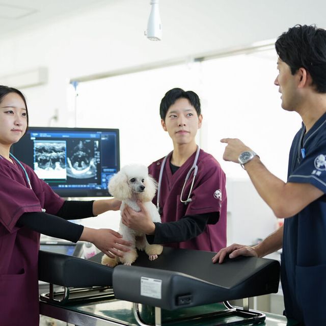 高崎動物専門学校 【動物看護】愛玩動物看護師になって母犬のエコー検査に挑戦1