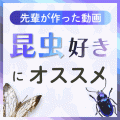 日本自然環境専門学校 【すぐ見れる動画】昆虫好きのあなたへ！学生制作の昆虫実習動画