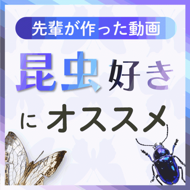日本自然環境専門学校 【すぐ見れる動画】昆虫好きのあなたへ！学生制作の昆虫実習動画1