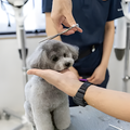 専門学校　福岡ビジョナリーアーツ 【ペット】ワンちゃんをまんまるく可愛くカットしよう！