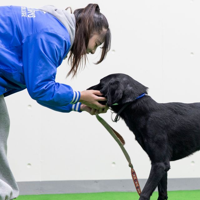 北海道どうぶつ・医療専門学校 【総合どうぶつ専攻】ドッグトレーナー体験1