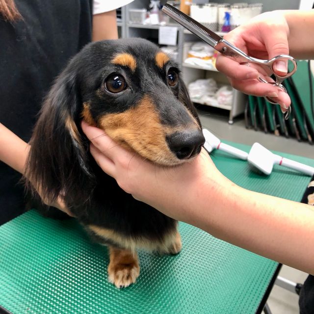 中部コンピュータ・パティシエ専門学校 体験入学（ペットコミュニケーション）2