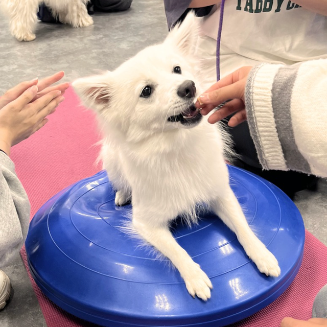 群馬動物専門学校 動物理学療法スペシャル！動物のリハビリについて知ろう！1