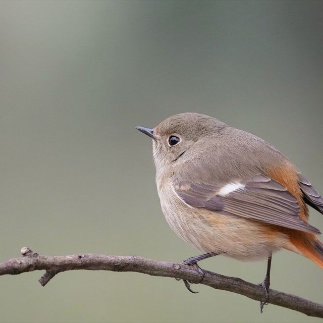 東京環境工科専門学校 『鳥類を観察してみよう！』体験授業を同時開催！1