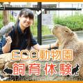 ＴＣＡ東京ＥＣＯ動物海洋専門学校 ECO動物園飼育体験