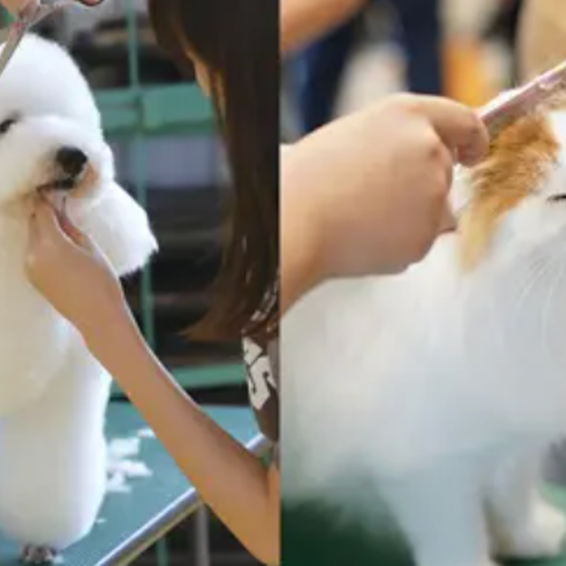 専門学校ビジョナリーアーツ よくばりトリマー体験 ワンコ＆ニャンコ1