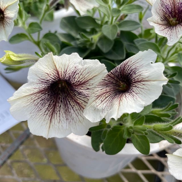 テクノ・ホルティ園芸専門学校 花づくり実習★オリジナルペチュニアをつくろう！2