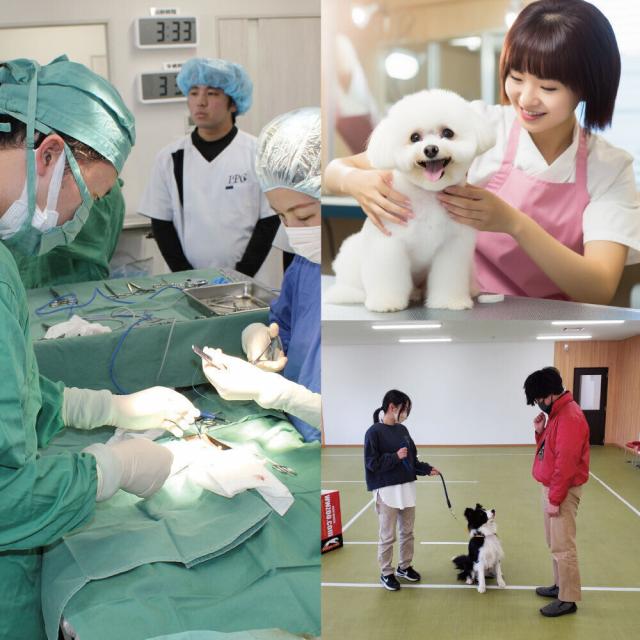 愛知ペット専門学校 春休みSSP(公開手術＆トリマー体験＆トレーナー体験）2