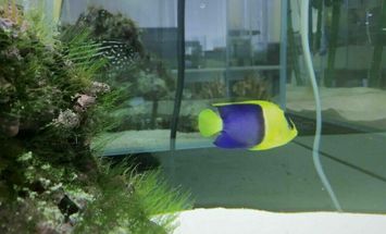 国際ペットワールド専門学校のブログインフォ一覧 14 スタディサプリ 進路