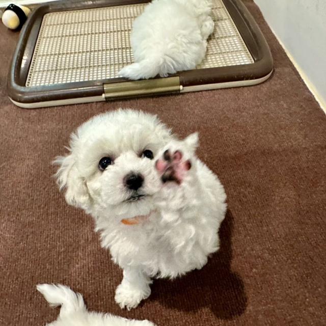 群馬動物専門学校 【春のオープンキャンパスWEEK】ビションの家族大集合！3