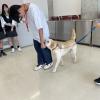 専門学校　ちば愛犬動物フラワー学園 【ドッグトレーナー】ゲーム感覚で訓練♪