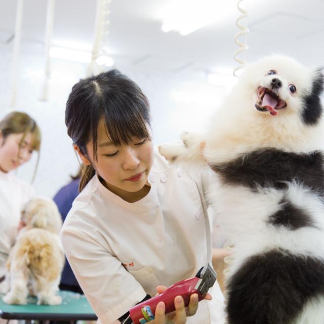 YICビジネスアート専門学校 5/25(土)【ペット】トリマー・動物看護師ってどんな仕事?1