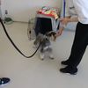 専門学校　ちば愛犬動物フラワー学園 【ドッグトレーナー】入りたくなる！ハウスの扉はどこだゲーム