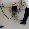 専門学校　ちば愛犬動物フラワー学園 【ドッグトレーナー】入りたくなる！ハウスの扉はどこだゲーム