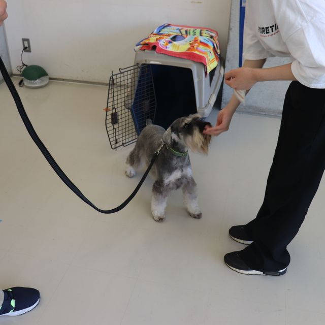 専門学校　ちば愛犬動物フラワー学園 【ドッグトレーナー】入りたくなる！ハウスの扉はどこだゲーム1