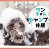 ＴＣＡ東京ＥＣＯ動物海洋専門学校 ワンちゃんシャンプー体験