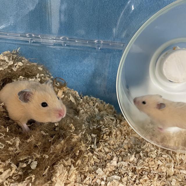 ペットショップ・飼育】エキゾチックアニマルのことを学ぼう