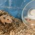 高崎動物専門学校 【ペットショップ・飼育】エキゾチックアニマルのことを学ぼう！4