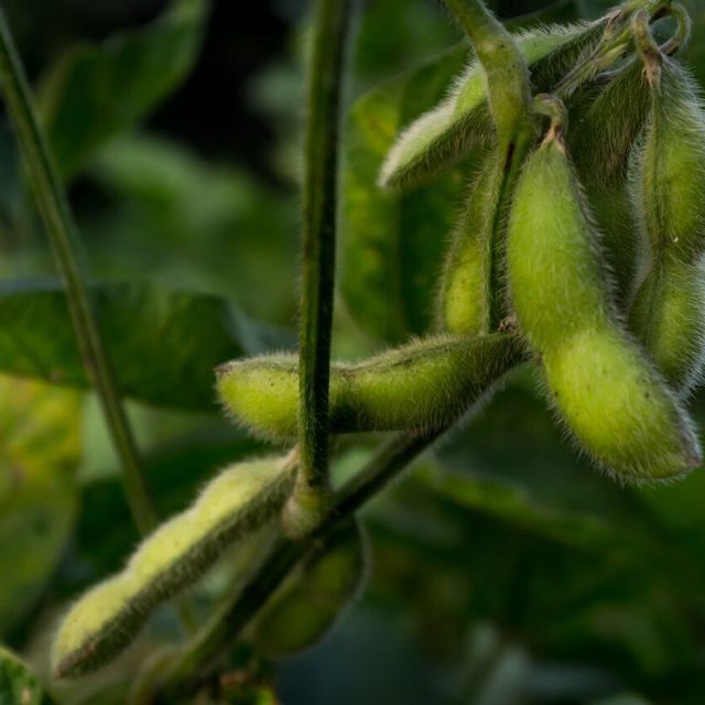 テクノ・ホルティ園芸専門学校 野菜づくり実習★枝豆づくりに挑戦！育てる面白さを味わおう！1