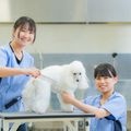 河原アイペットワールド専門学校 JKCトリマーライセンス合格率100％！トリマー学科！