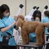 ＹＩＣ京都ペット総合専門学校 美容体験