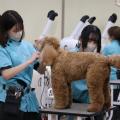 ＹＩＣ京都ペット総合専門学校 ワンちゃんの美容体験
