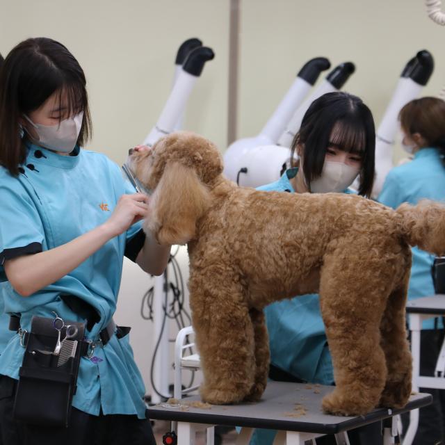 ＹＩＣ京都ペット総合専門学校 ワンちゃんの美容体験1