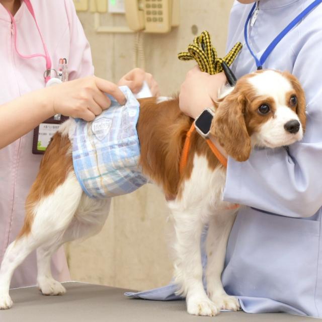 大阪ペピイ動物看護専門学校 【高1・2年向け】老齢犬の看護を学ぼう1
