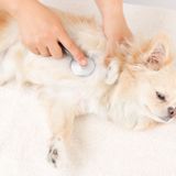 【聴診器プレゼント】動物看護師の基本！健康チェック体験の詳細