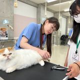 【キャットプロ】トリマー流！猫の爪切り・耳掃除・ブラッシングの詳細