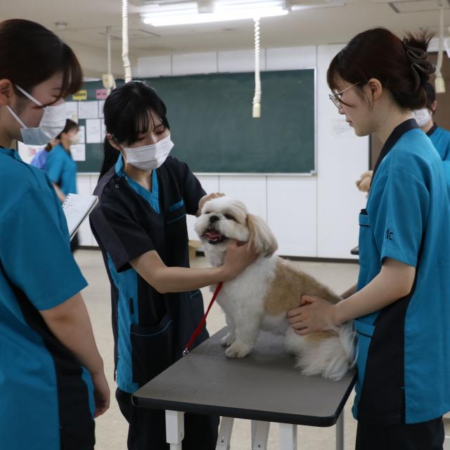 ＹＩＣ京都ペット総合専門学校 ワンちゃんのハミガキをしてみよう！4