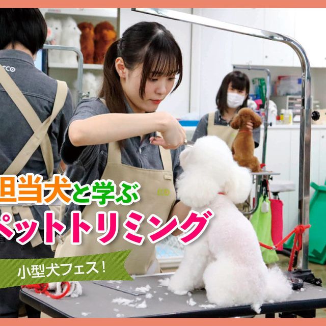 ＴＣＡ東京ＥＣＯ動物海洋専門学校 担当犬と学ぶペットトリミング1