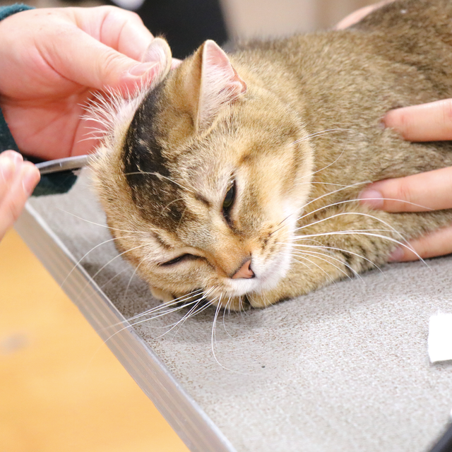 専門学校 福岡ビジネス・アカデミー 猫とふれあう！猫まみれ！【猫の日特別イベント】3