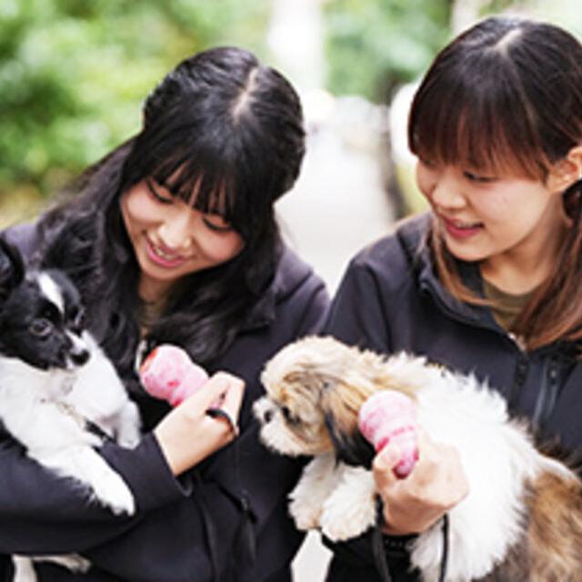 専門学校ビジョナリーアーツ こいぬの抱っこさんぽ1
