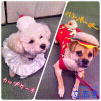 OCカメラサムネイル画像