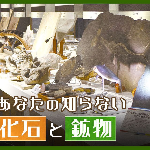 ＴＣＡ東京ＥＣＯ動物海洋専門学校 未知なる化石と鉱物の世界1