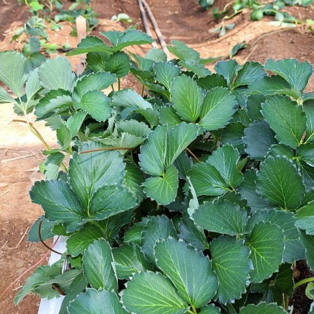テクノ・ホルティ園芸専門学校 野菜づくり実習★プランターでもできる！イチゴを育てよう！1
