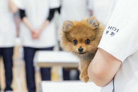北海道どうぶつ 医療専門学校 動物看護専攻 スタディサプリ 進路
