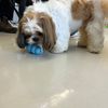 専門学校　ちば愛犬動物フラワー学園 【ドッグトレーナー】知育玩具について学ぼう！