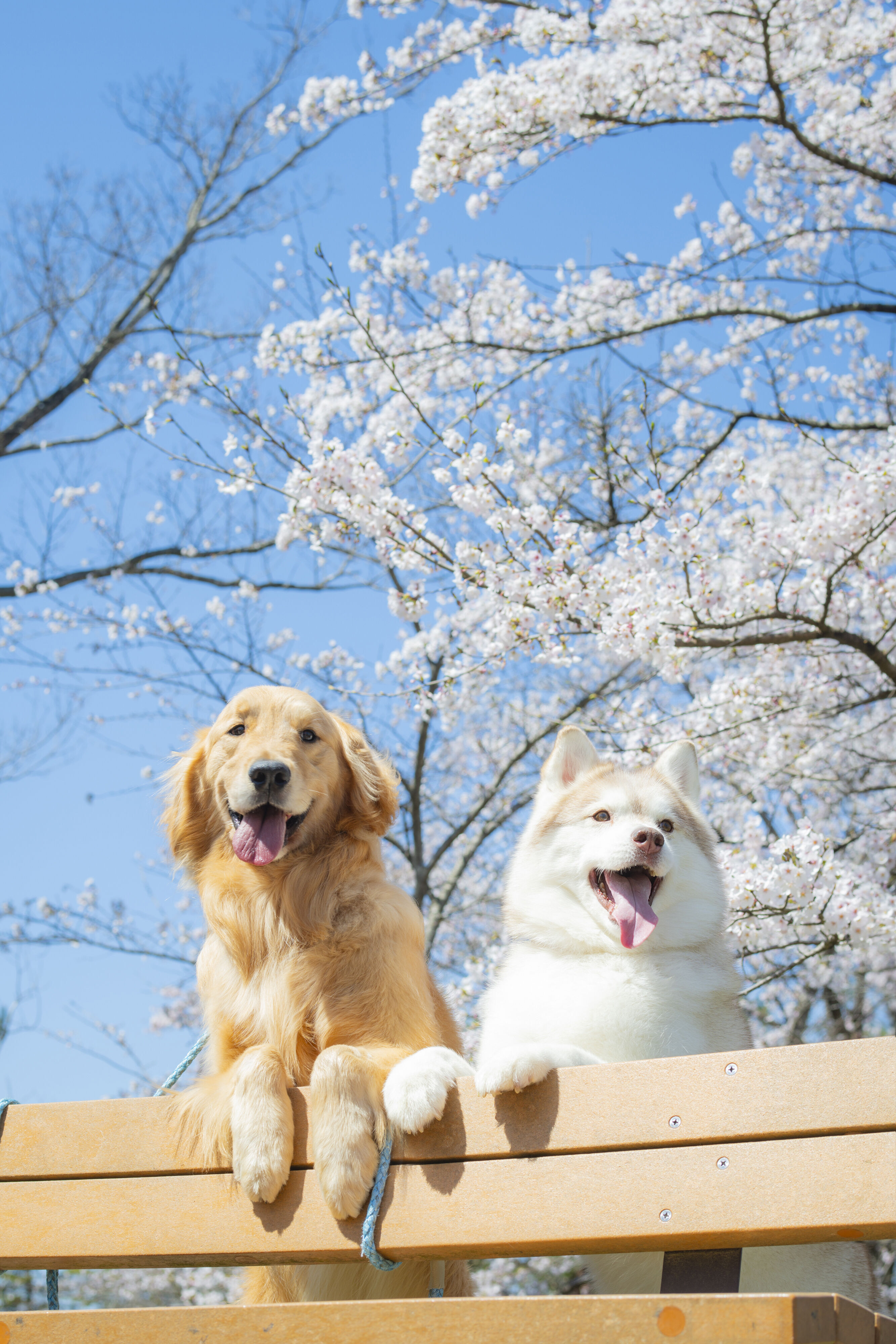 専門学校東北動物看護学院 | 資料請求・願書請求・学校案内【スタディ