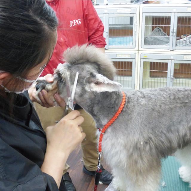 愛知ペット専門学校 春休みSSP(公開手術＆トリマー体験＆トレーナー体験）3