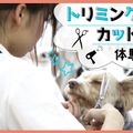 ＴＣＡ東京ＥＣＯ動物海洋専門学校 ワンちゃんトリミングカット体験