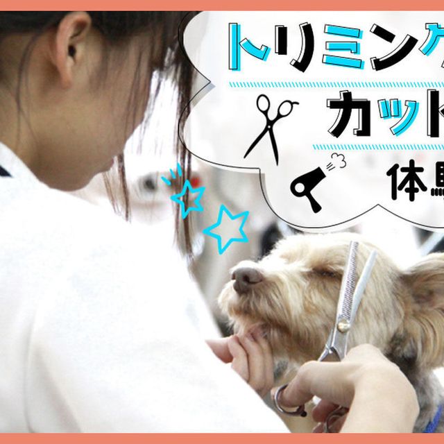 ＴＣＡ東京ＥＣＯ動物海洋専門学校 ワンちゃんトリミングカット体験1