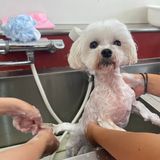 【トリマー】ペットエステ体験～アロマセラピー編～の詳細