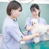 動物看護学科　動物医療の現場で即戦力になれる学校の体験入学の詳細