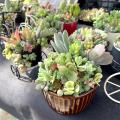 テクノ・ホルティ園芸専門学校 グリーンデザイン実習★多肉植物でネルソルアートを作ろう！