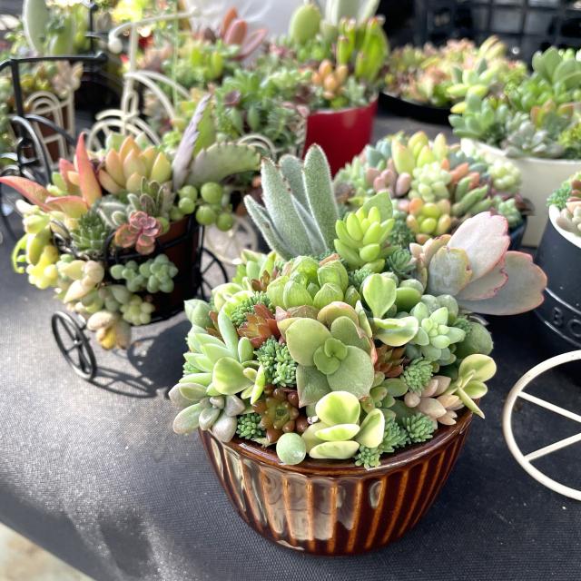 テクノ・ホルティ園芸専門学校 グリーンデザイン実習★多肉植物でネルソルアートを作ろう！1