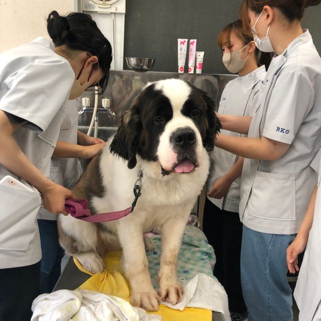 中部コンピュータ・パティシエ専門学校 体験入学（ペットコミュニケーション）3