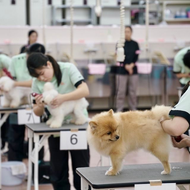ワンちゃんの美容体験 ｙｉｃ京都ペット総合専門学校のオープンキャンパス情報と予約申込 スタディサプリ 進路